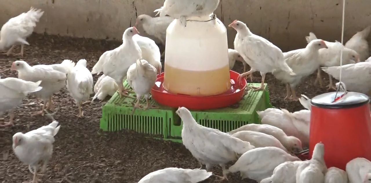 Young birds in the henhouse