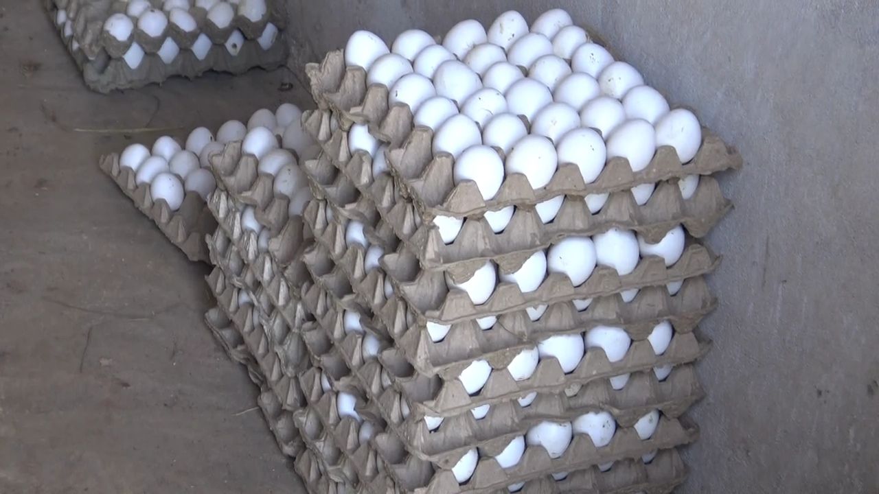 Eggs in trays