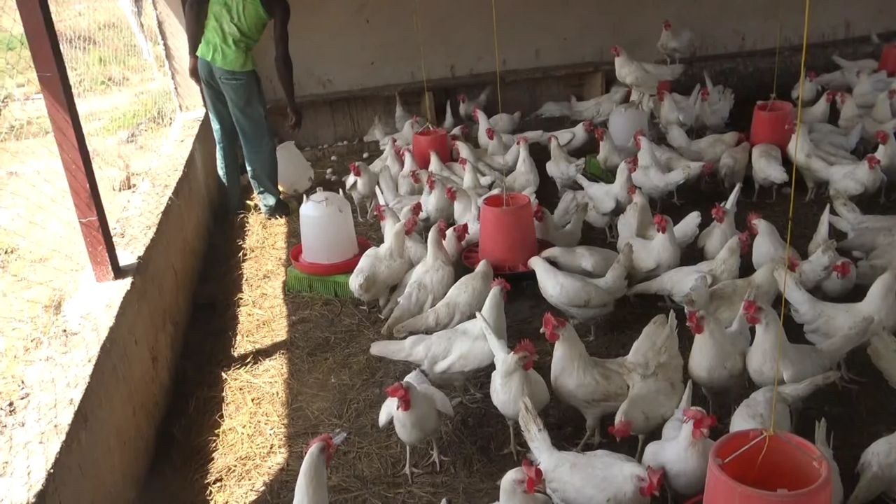 Poultry
