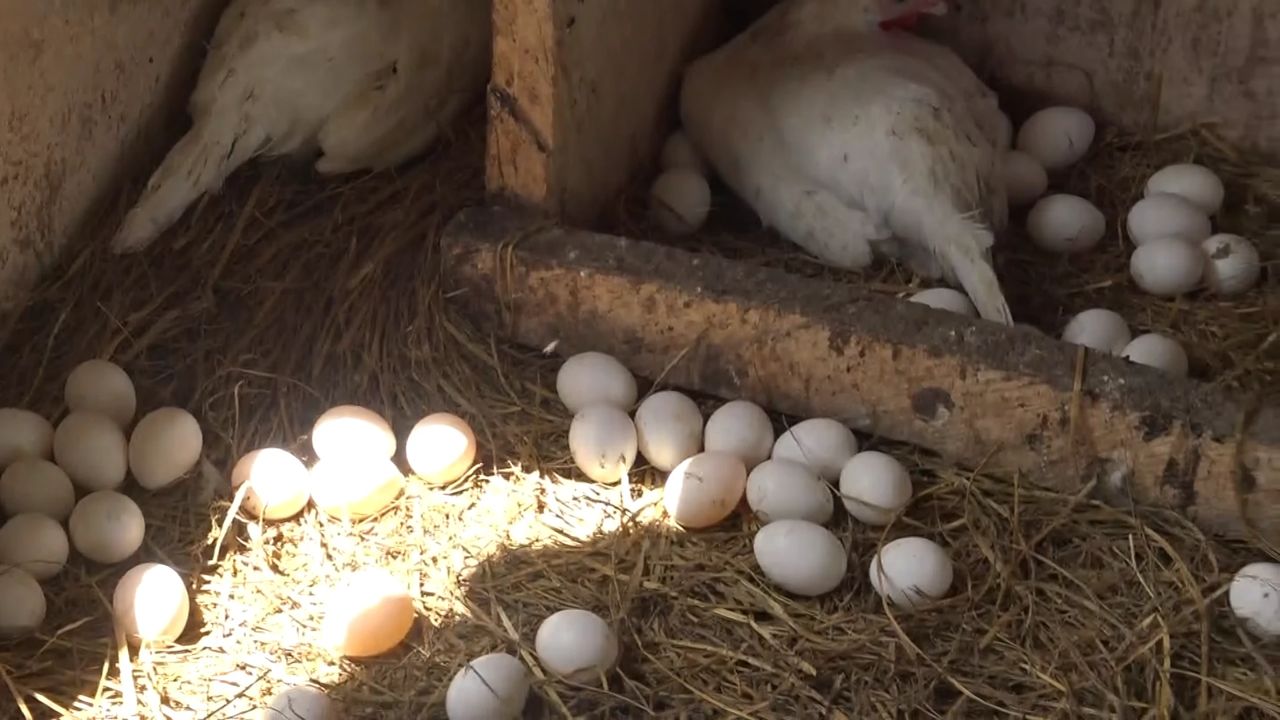 Laying in the nest box