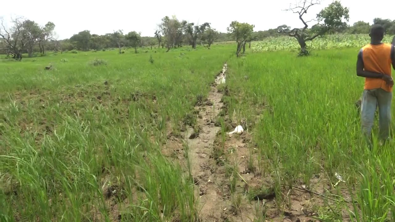Rainy-season rice