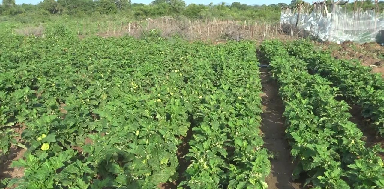 Eggplant crop