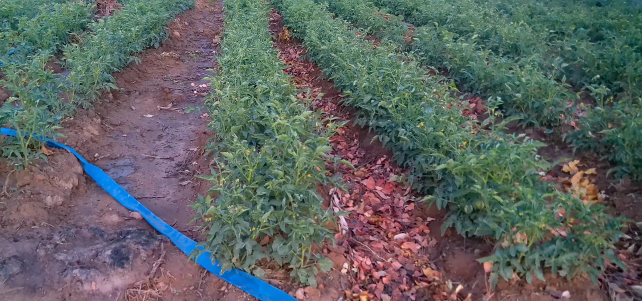 Tomato rows