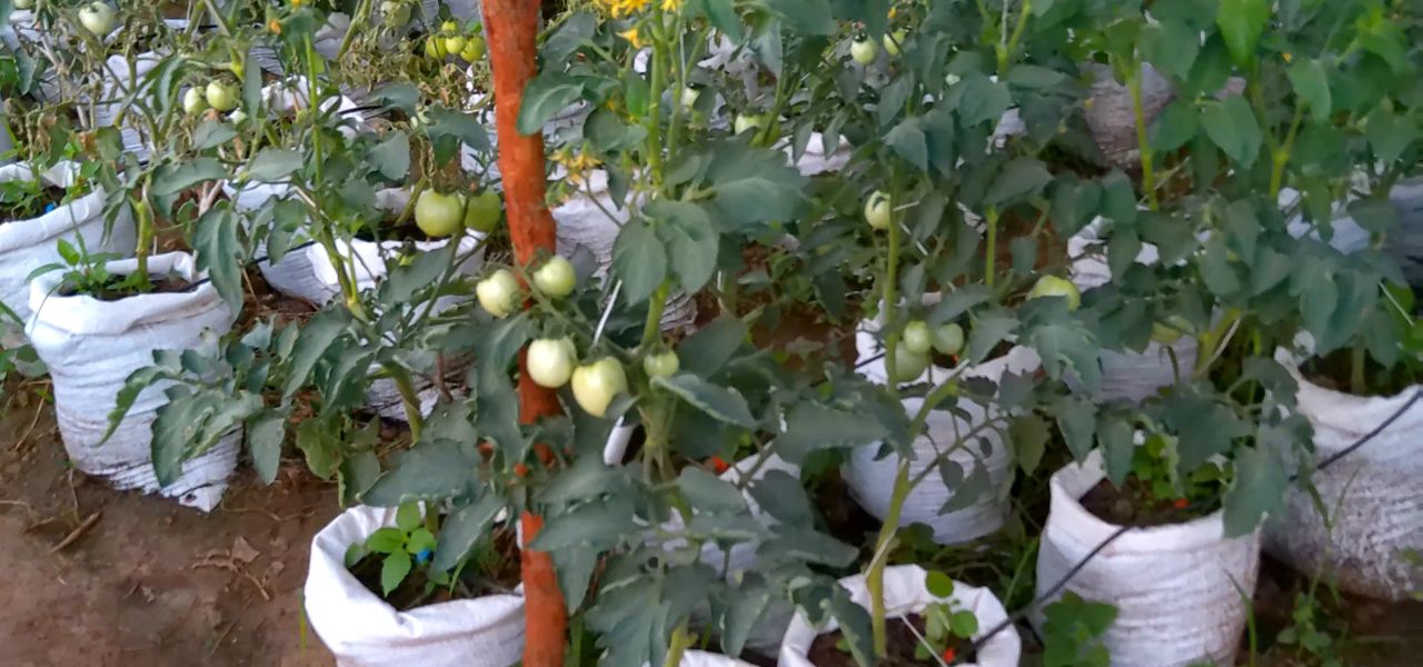Tomatoes in grow bags