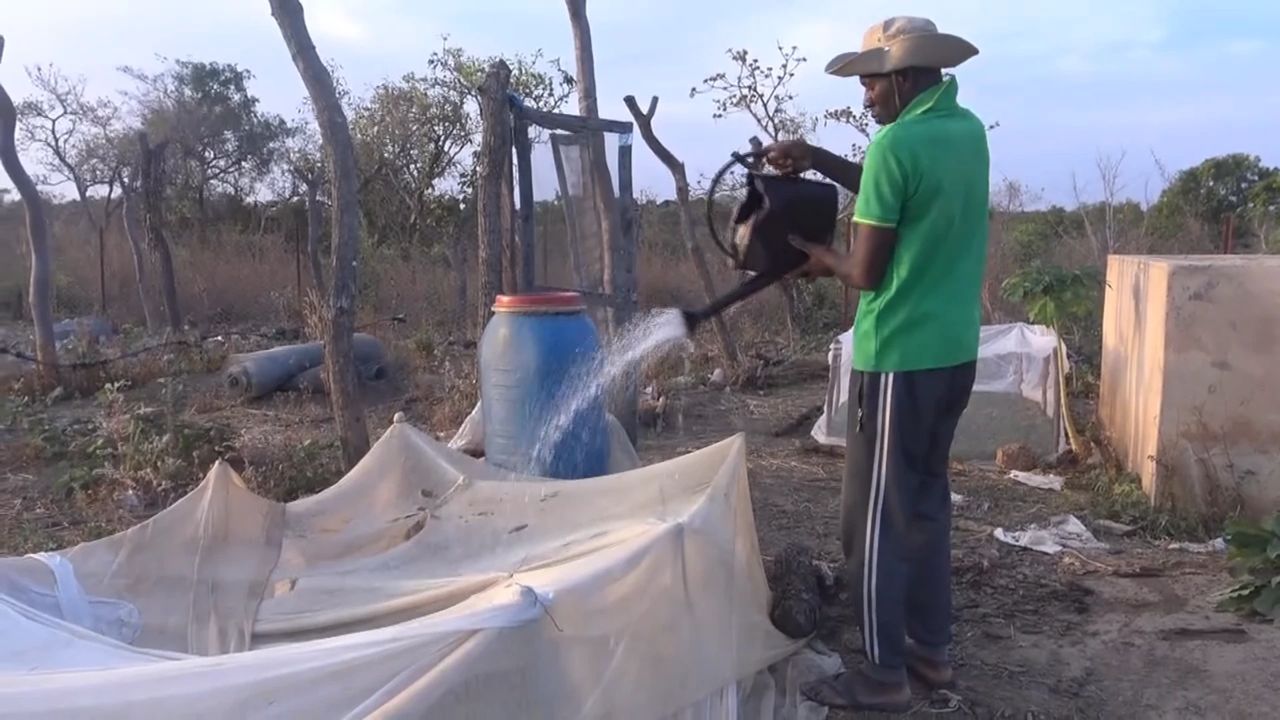 Arrosage de la pépinière