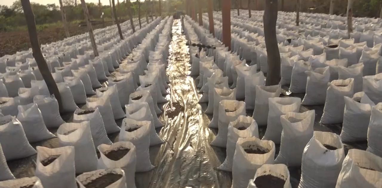 Sacs prêts à planter