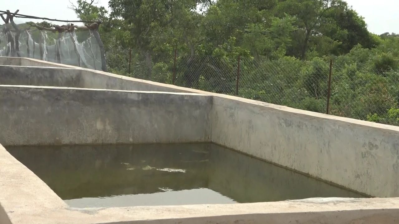 Fish farming