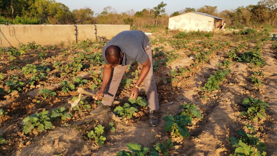 January 2026 · Okra plot