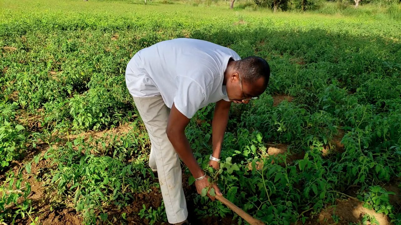 Tending the tomatoes