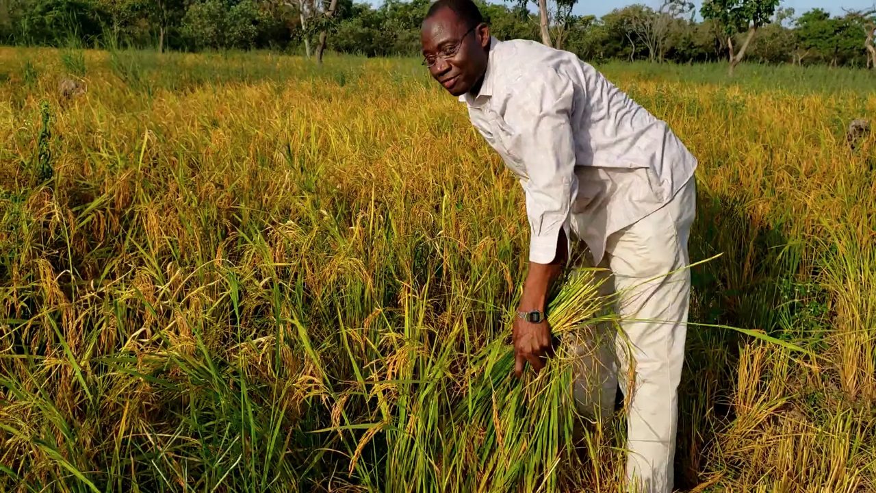 In the rice field